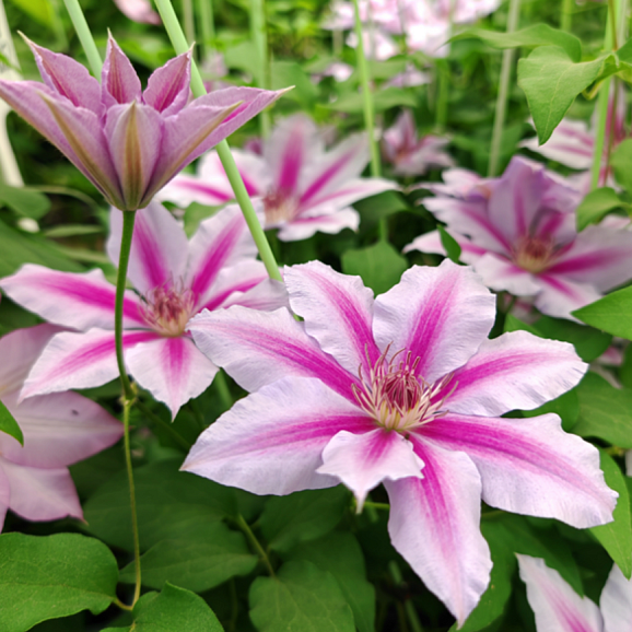 Клематис гибридный Малая Гарнет