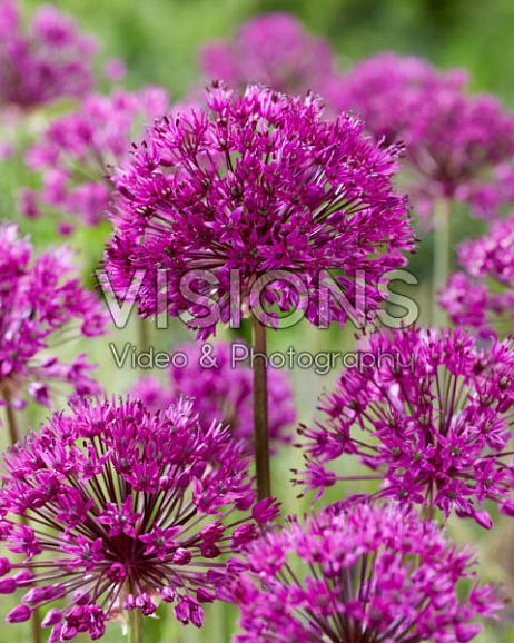 Аллиум Перпл Сенсейшен