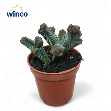 Crassula Pyramidalis