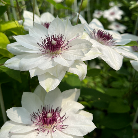 Клематис гибридный Кашаку-Но-Май