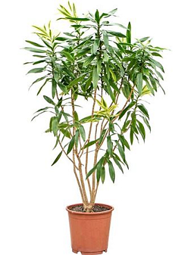 Pleomele (dracaena) Reflexa 'song Of Sri Lanka'