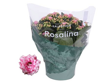 Kal Ros Don Alano Pink