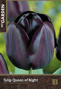 Тюльпан простой поздний Квин Оф Найт