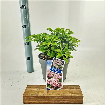 Pieris Jap Pink Passion