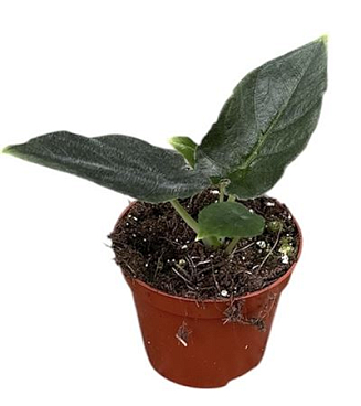 Alocasia Antoro