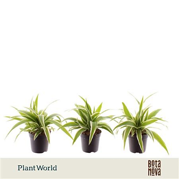 Chlorophytum Ocean