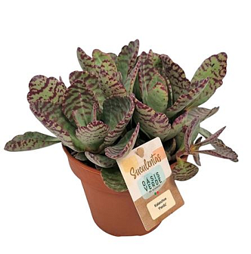 Kalanchoe Perdiz