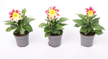 Dahlia Summerbees Red Bicolor