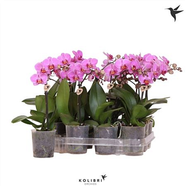 Phal Kolibri 1st Violet 10+ (ok)