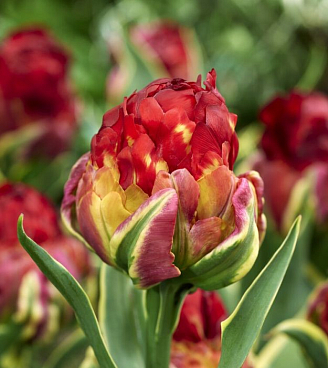 Тюльпан махровый поздний Айс Крим Сорбет