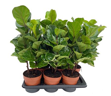 Ficus Tabaco