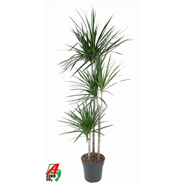 Drac Marginata 90-60-30