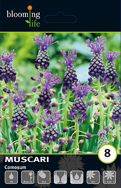 Мускари хохлатый | Оптовая цветочная компания «Флора Групп» Мускари хохлатый