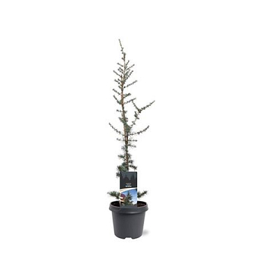Cedrus Libani Glauca