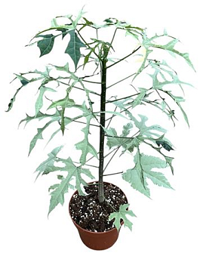 Cnidoscolus Aconitifolius Variegata