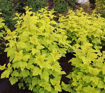 Пузыреплодник калинолистный Лютеус