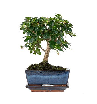 Bonsai Carmona Microphylla Traditional Ball + Sauc