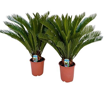 Cycas Revoluta 18+