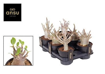 Adenium Baobab