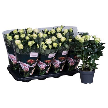 Rosa Patio Honora