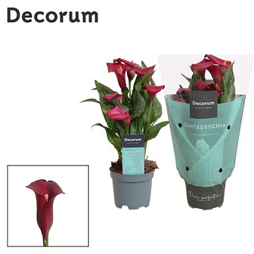 Zantedeschia Red (decorum)