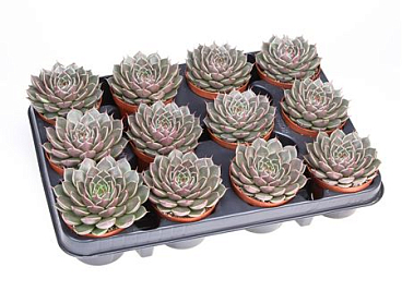 Graptopetalum Hybrid Canopus
