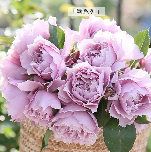 Роза флорибунда Меджик Пепл