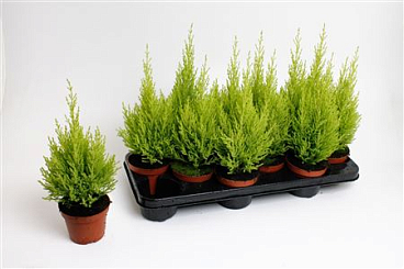 Cupressus Macrocarpa Wilma