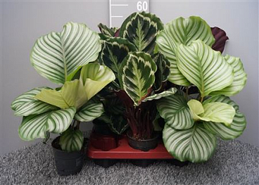 Calathea Mix 2srt
