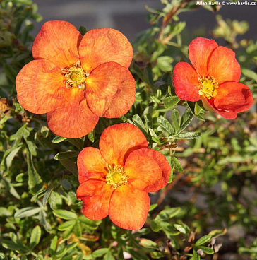 Лапчатка кустарниковая Ред Айс