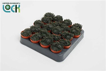 Crassula Crassimus