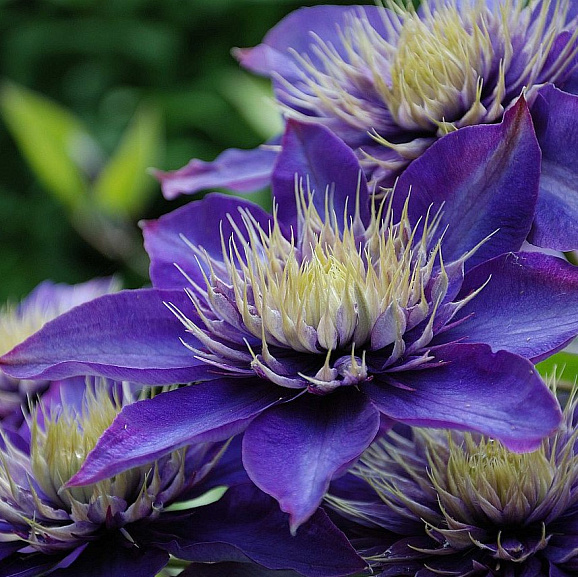 Клематис гибридный Мульти Блю в тубе