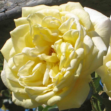 Роза плетистая Казино