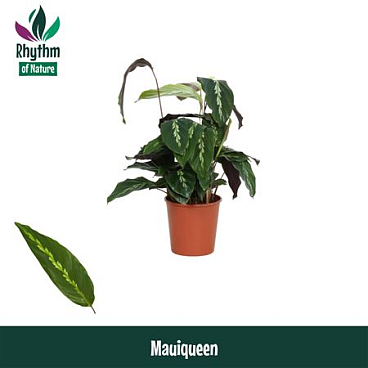 Calathea Mauiqueen Rhythm Of Nature