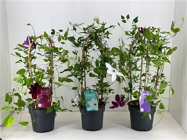 Clematis Mix Shelf