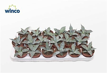 Agave Potatorum