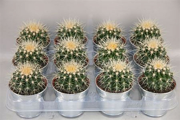 Echinocactus Grusonii In Zinc