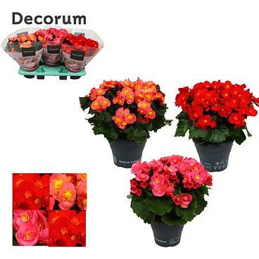 Begonia Belove Mix (decorum)