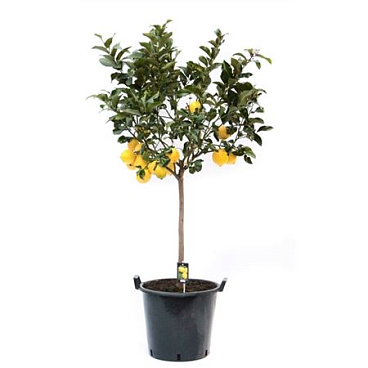 Citrus Lemon On Stem.