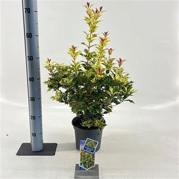 Osmanthus Het Goshiki