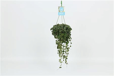 Hoya Curtisii Hangpot