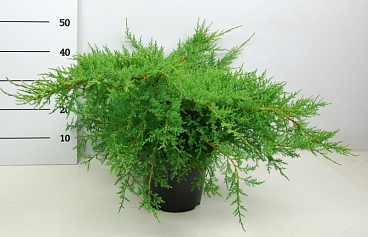 Можжевельник средний Пфитцериана Компакта