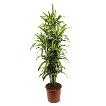 Драцена фрагранс Лемон Лайм разветвленная