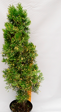 Туя западная Смарагд Вариегата