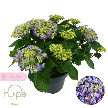 Hydrangea Ma Curly Wurly Blue 10+ (hy-pe)