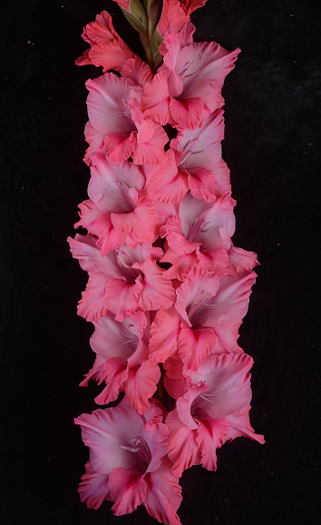 Гладиолус крупноцветковый Малиновый Жираф