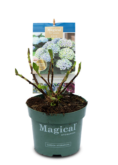 Гортензия крупнолистная Меджикал Фор Сизонс микс
