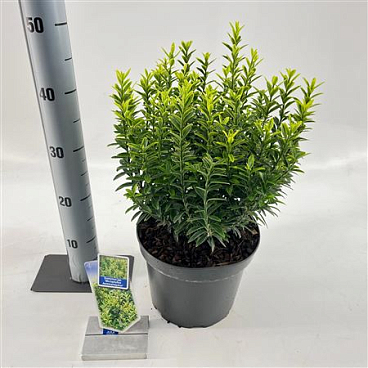 Euonymus Jap Micr Aureovariegatus