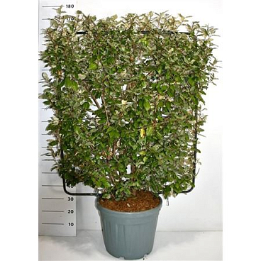 Elaeagnus Ebbingei On Screen