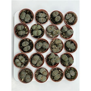 Lithops